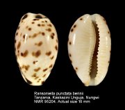 Ransoniella punctata berinii (2)